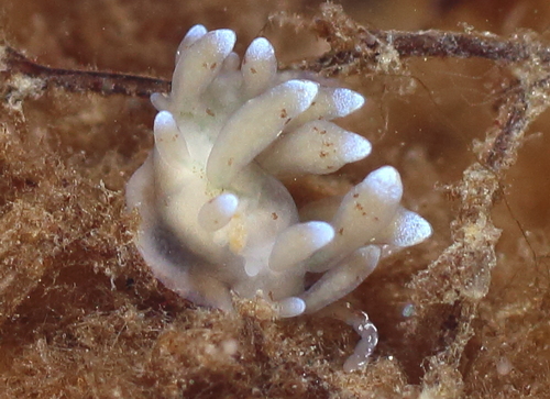 Eubranchidae