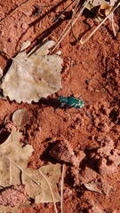 Cicindela tranquebarica parallelonota