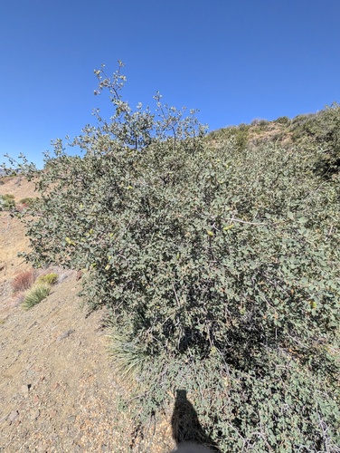 Quercus john-tuckeri, photograph 5