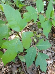 Toxicodendron radicans