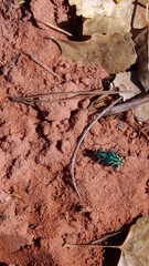 Cicindela tranquebarica parallelonota