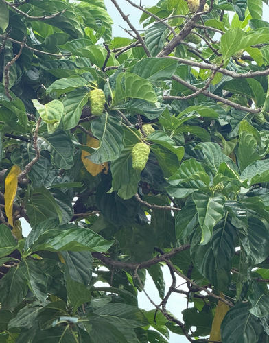 Noni