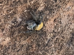 Phidippus nikites