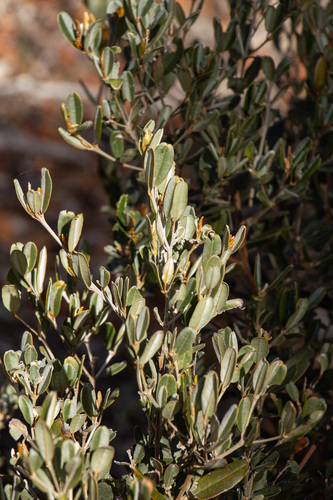 Gastrolobium parviflorum, 2026-08-02
