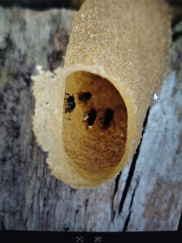 Mexican Pitted-Stingless bee