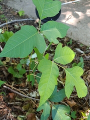 Toxicodendron radicans
