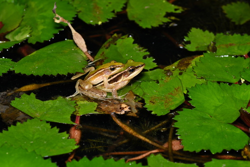 Taipeh Frog, Hylarana taipehensis