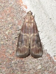 Euzophera ostricolorella