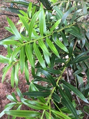 Podocarpus costaricensis