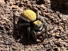 Phidippus nikites