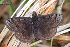 Erynnis brizo
