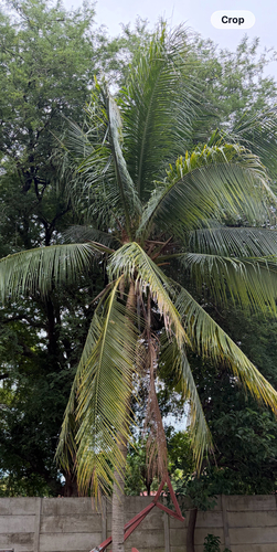 coconut palm