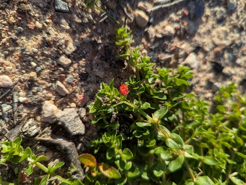 scarlet pimpernel