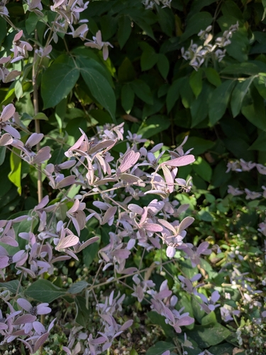 Congea tomentosa observed 2026-08-03