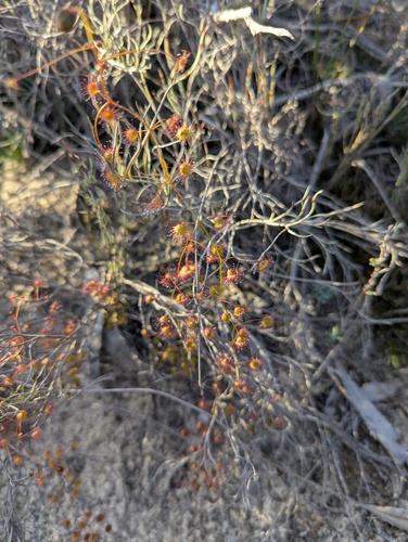 Climbing Sundew