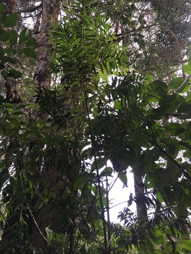 Podocarpus costaricensis - Whole tree