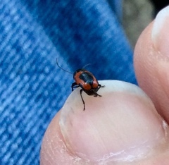 Cryptocephalus notatus