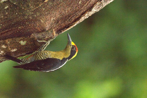 Golden-naped Woodpecker (Melanerpes chrysauchen), photo 6