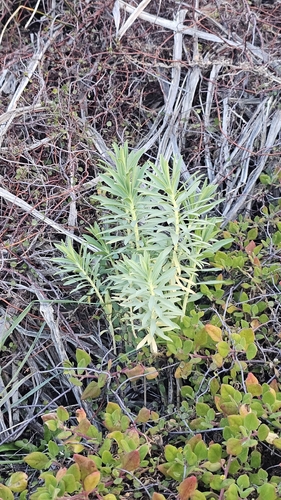 Euphorbia glauca, photograph 2