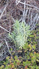 Euphorbia glauca, photograph author not stated, no rights reserved