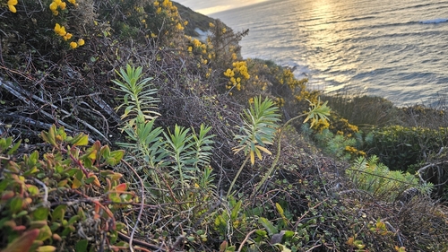 Euphorbia glauca, photograph 3