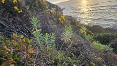 Euphorbia glauca, photograph author not stated, no rights reserved