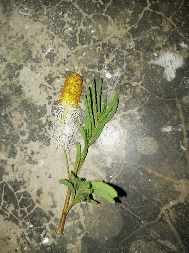aroma