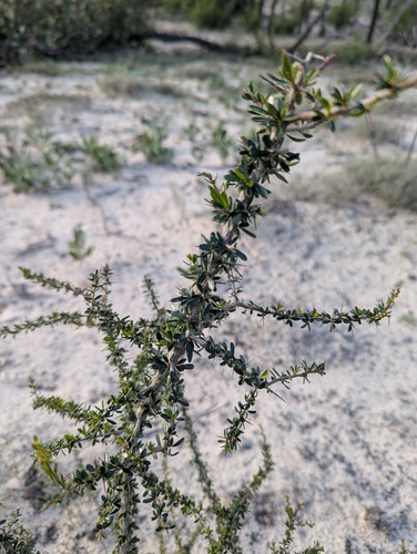 Australian Blackthorn