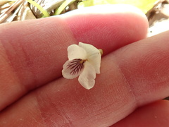 Viola pallens