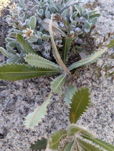 Desert Banksia