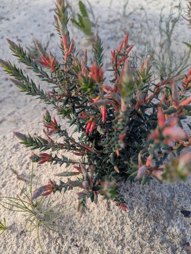 Flame Heath