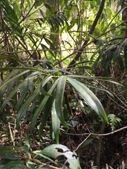 Podocarpus costaricensis