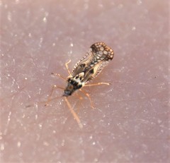 Leptopharsa heidemanni