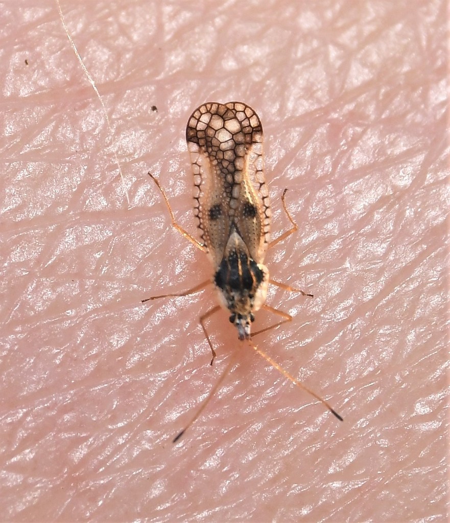 Leptopharsa heidemanni