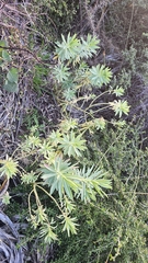 Euphorbia glauca