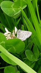 Leptotes andicola