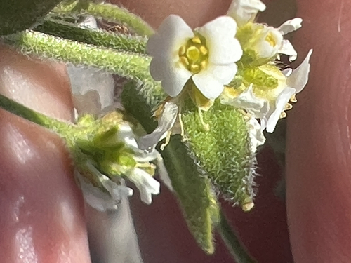 Draba incana, photograph 6