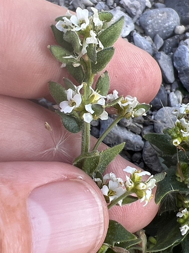 Draba incana, photograph 4