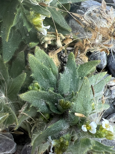 Draba incana, photograph 5
