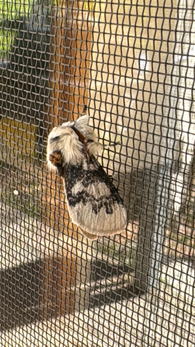 Calliteara rotundata