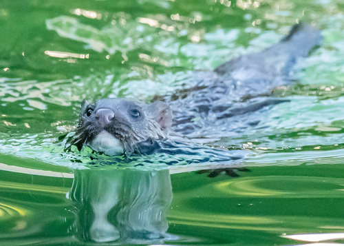 American Mink, photo 6 of 8