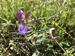 Lathyrus eucosmus
