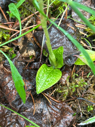 lesser rattlesnake plantain