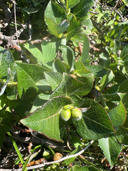 Salix calcicola, photograph author not stated, no rights reserved