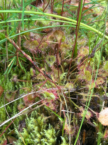 round-leaved sundew