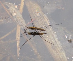 Limnoporus dissortis