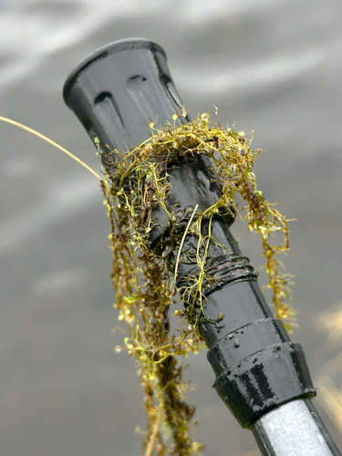 Lesser Bladderwort