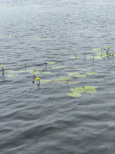 Variegated Yellow Pond-Lily