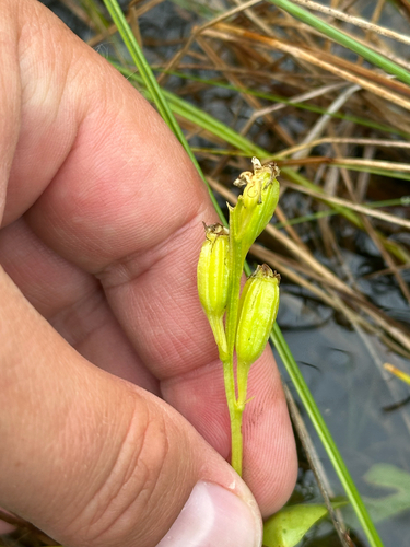 fen orchid