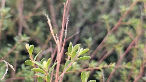 Kunzea amathicola, photograph 4